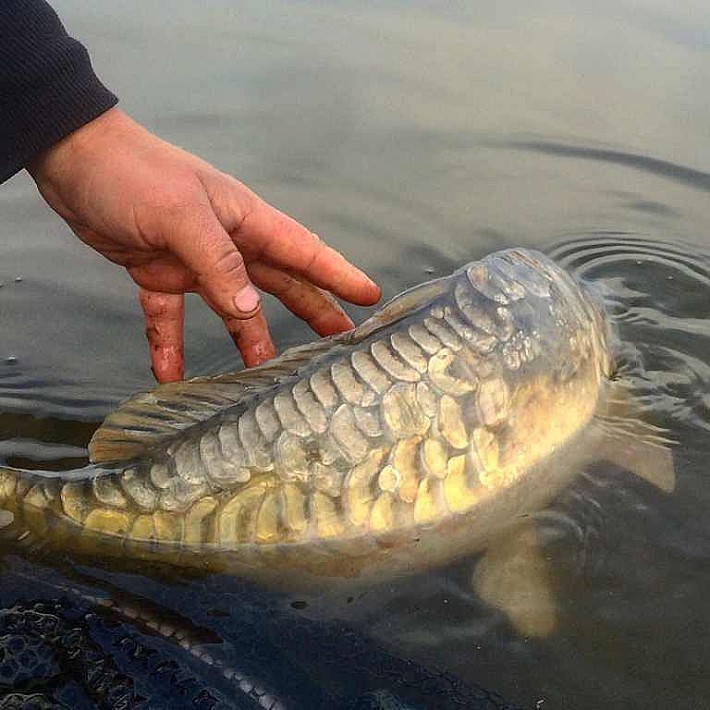 Карпфишинг130