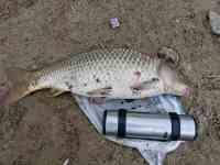 9.3 кг и это не какой то прудовой телёнок,а наш дикий амурский сазан.